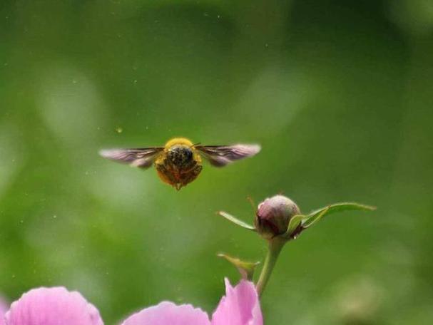 蜂釆百花酿甜蜜缩略图