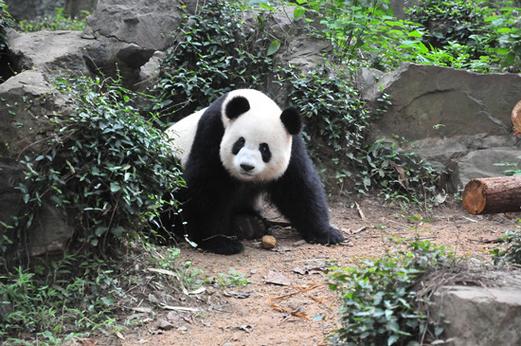 熊猫云官网xiongmaoyun缩略图