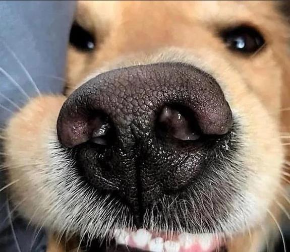 狗狗舔鼻子的6大征兆