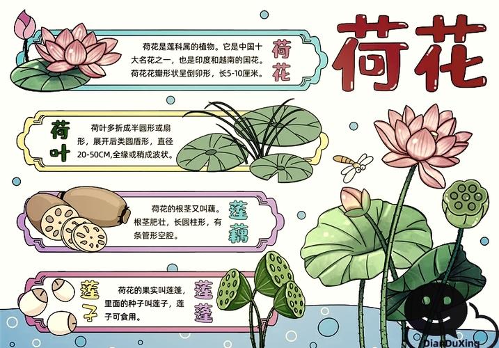 荷花是哪个国家的国花?