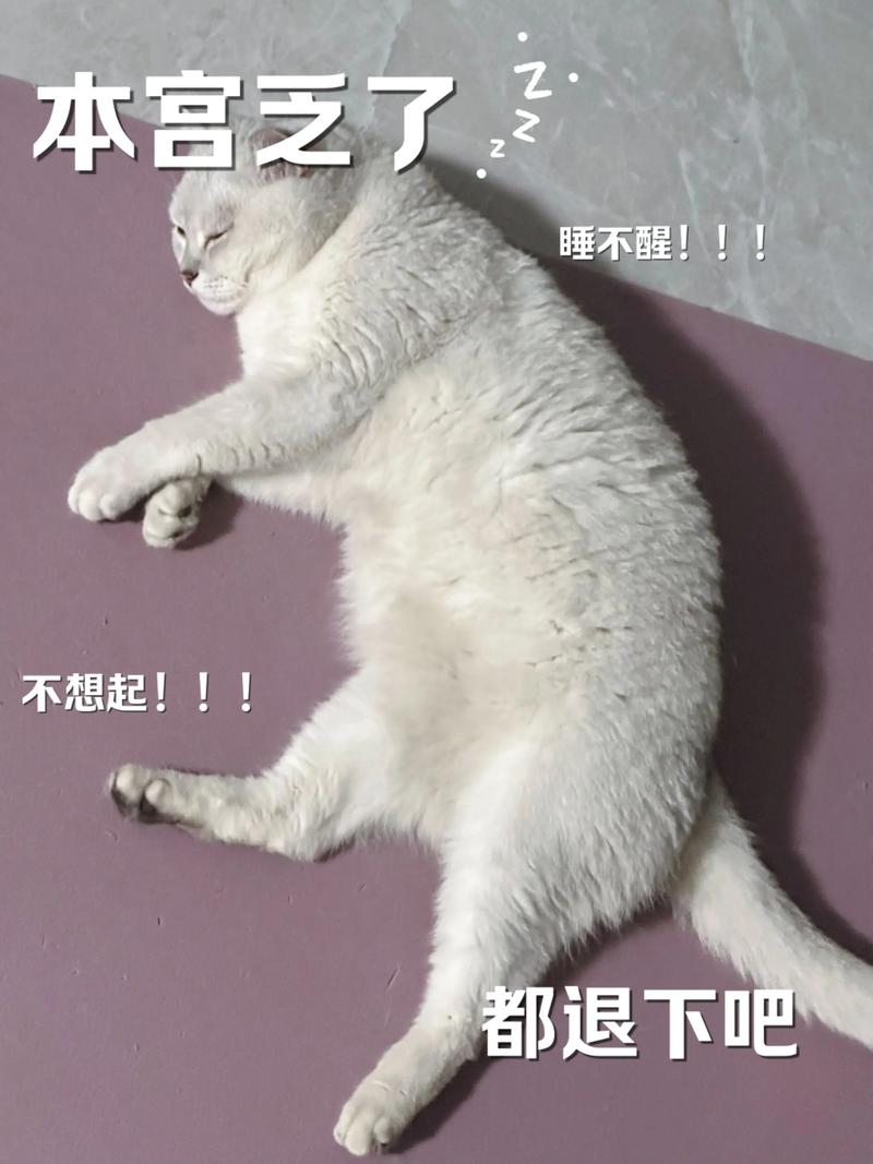 本宫乏了壁纸图片