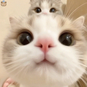 猫表情包GIF