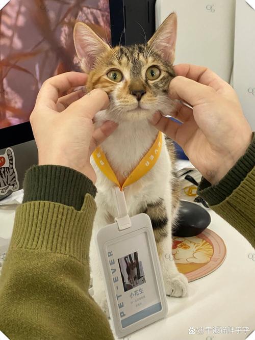 刺猬猫解除手机绑定
