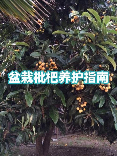 琵琶长时间不弹怎么存放