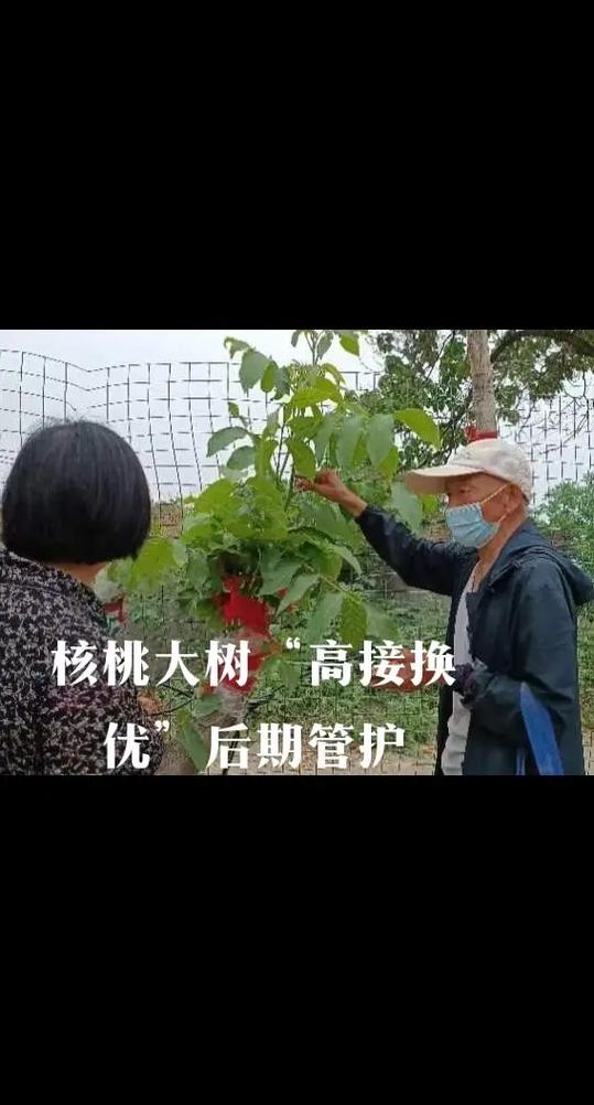 核桃树上能接啥树