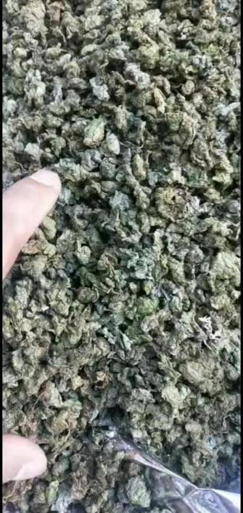 青钱柳是什么茶缩略图