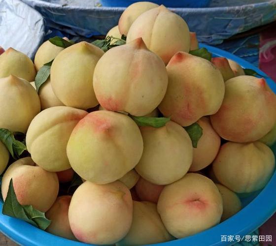 白桃百家号