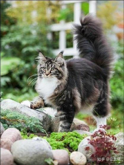 粗尾巴猫图片游戏截图