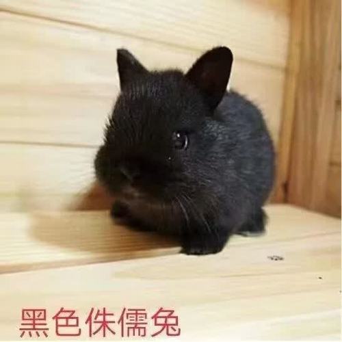 家里养一只黑兔子好吗
