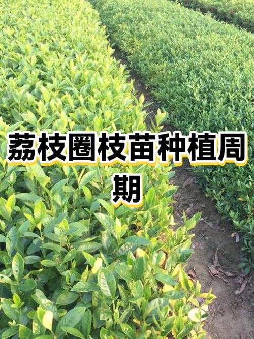 荔枝圈枝苗栽培技术