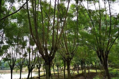 15一16公分蓝花楹价格