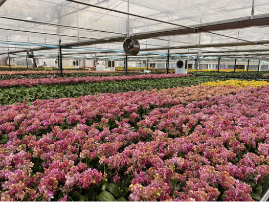 山东花卉种植基地哪里批发最便宜