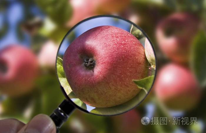苹果图片加放大镜