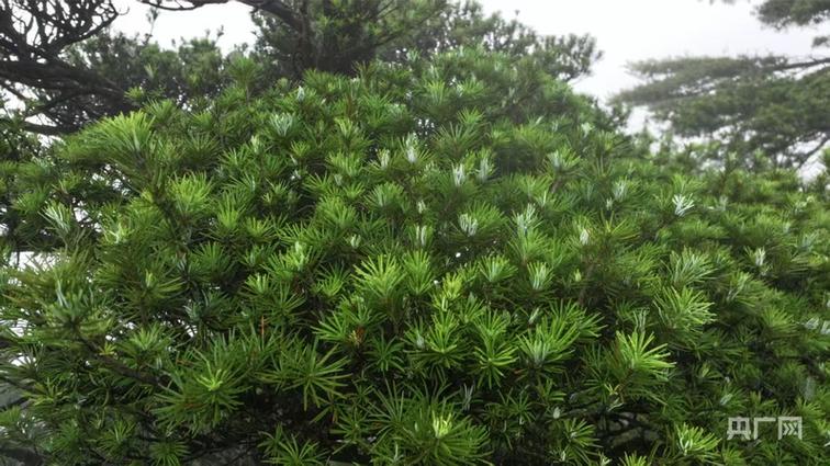 植物熊猫是哪种树