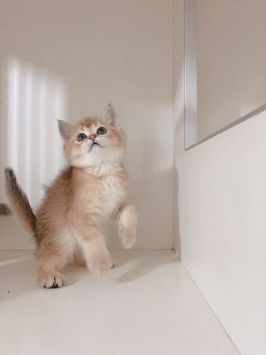 网红猫小金子