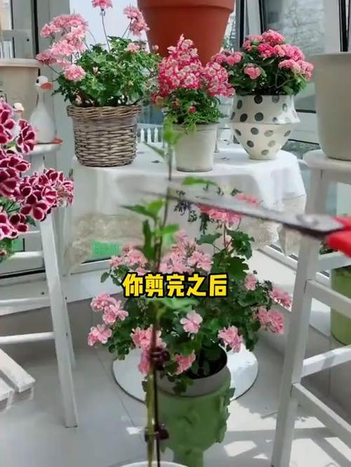 速花花app下载苹果版
