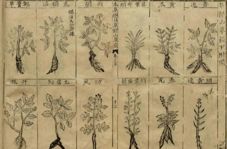 本草纲目植物图全书旧版