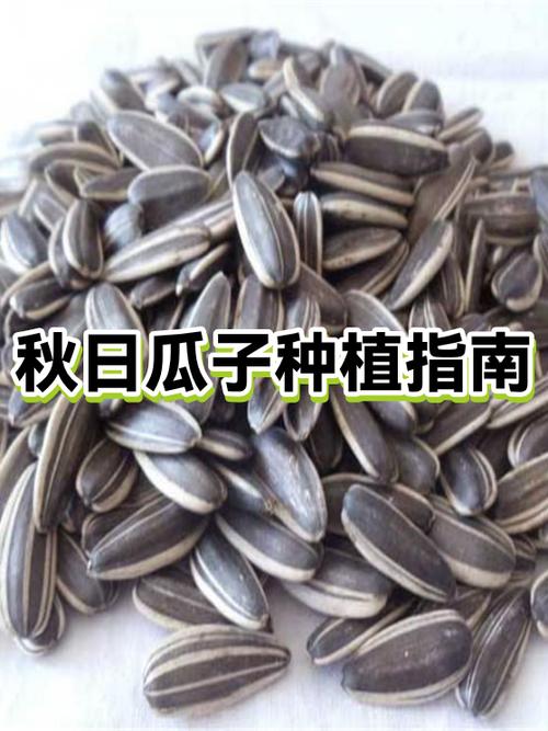 黑瓜子的种植方法