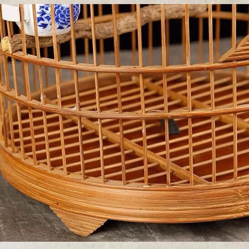 23的方笼可以养金青鸟吗
