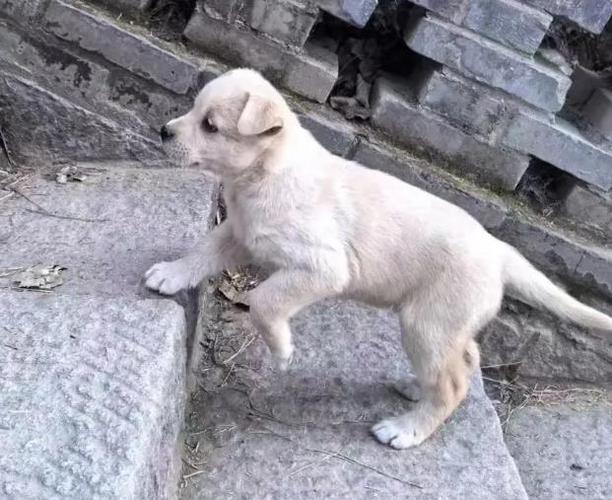 沈阳狗行在什么地方