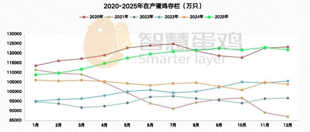 500只蛋鸡一年收入