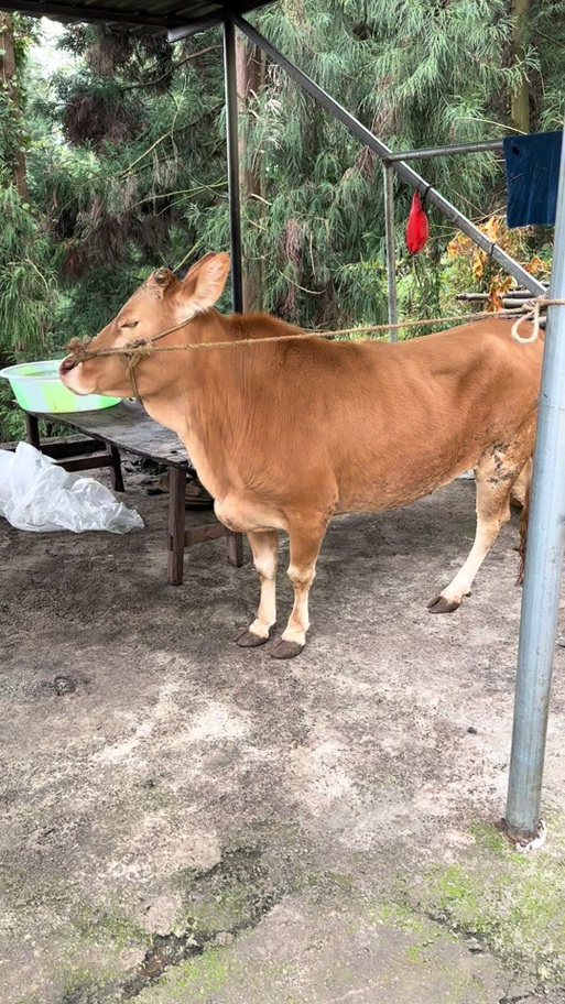 快手土牛