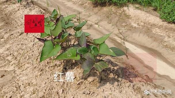 红薯最喜欢什么肥料