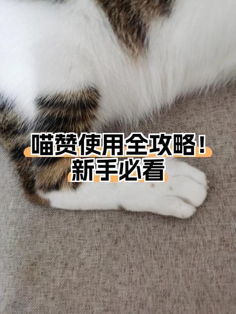 和喵赞差不多的平台有哪些