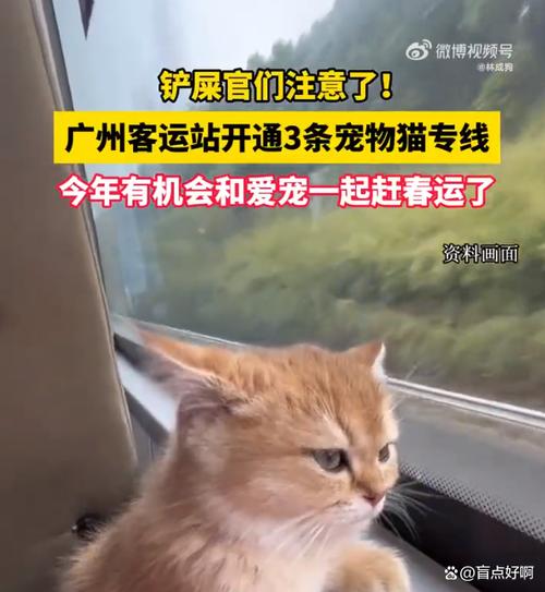 汽车大巴可以带猫咪吗截图