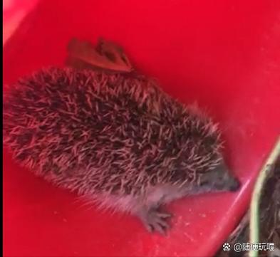 小刺猬是怎么冬眠的