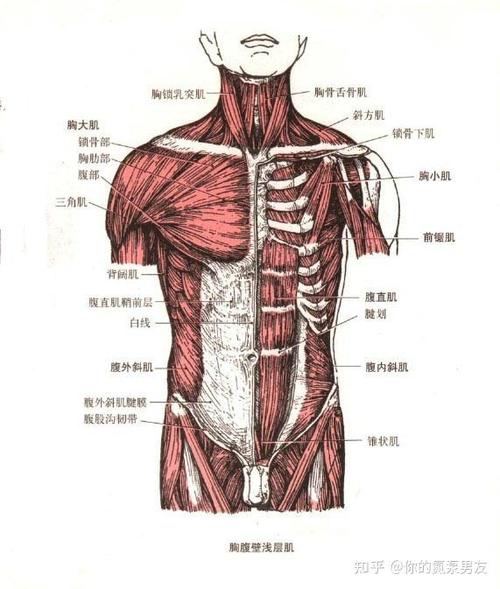 腹肌有什么用