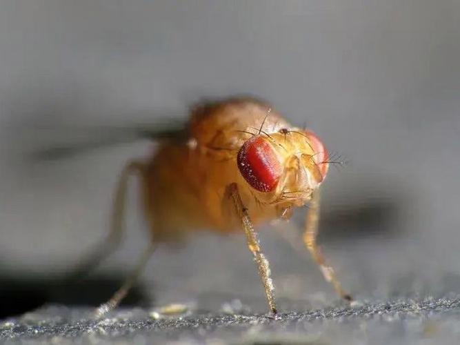 怎样灭水果的小飞虫子图标
