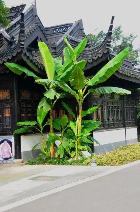 芭蕉可以种庭院里吗