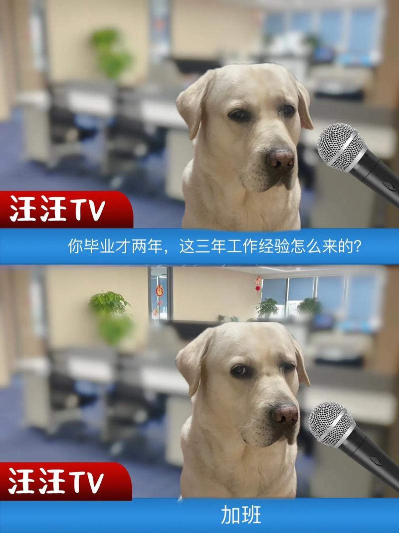 狗狗TV