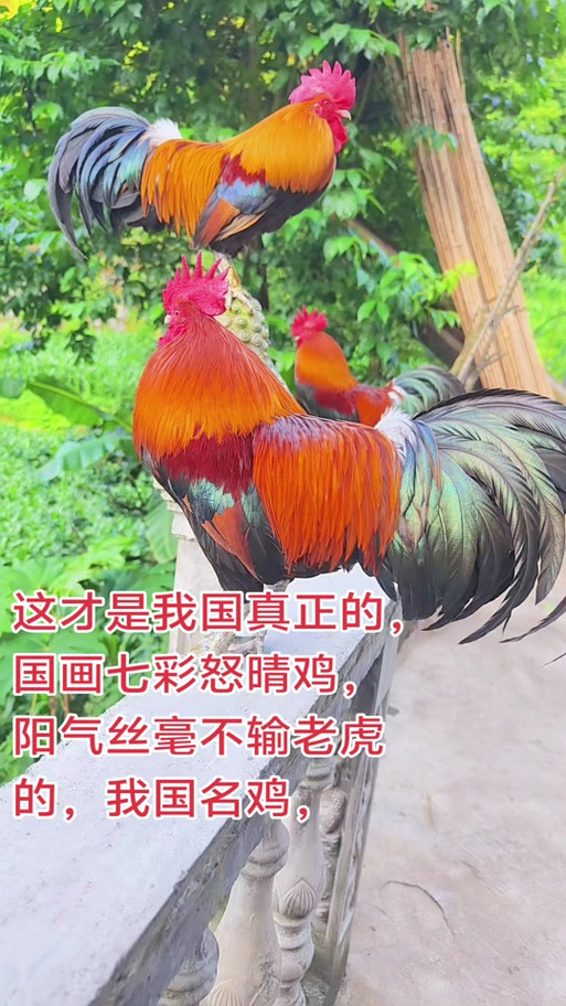 大公鸡的品种视频