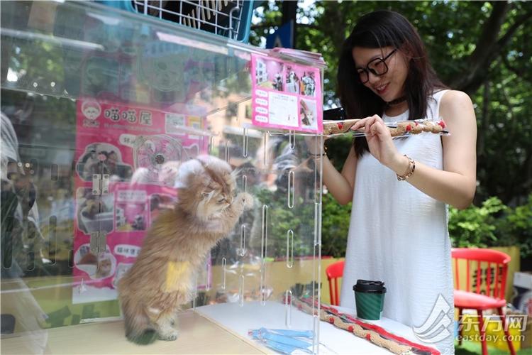 卖猫的app排名