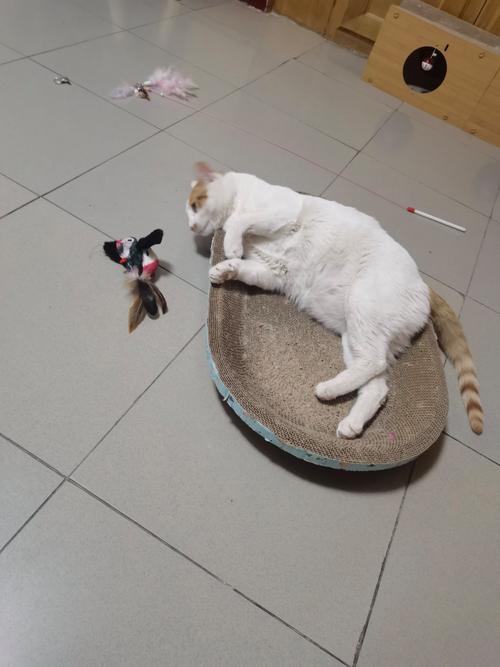 小猫玩游戏