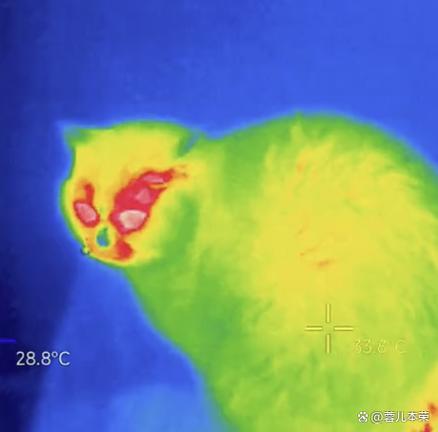 观察小猫