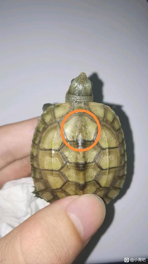 乌龟背甲发白