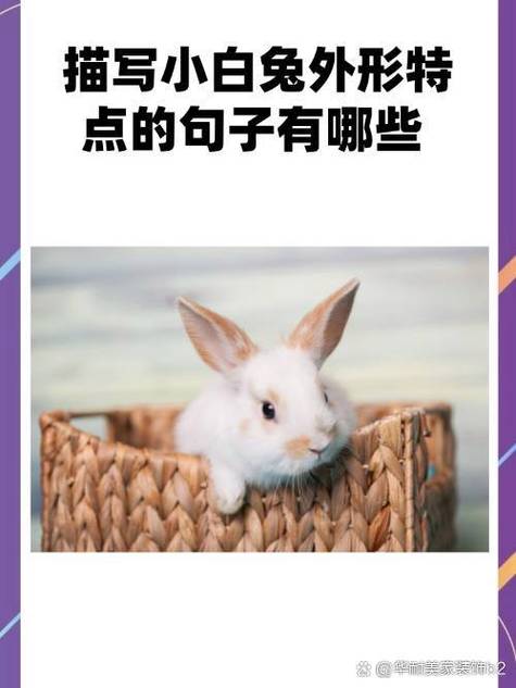 兔兔是形容女人什么的