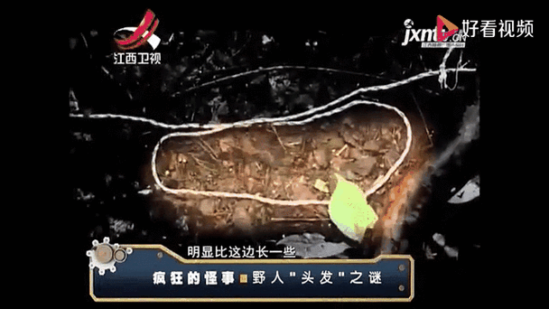 为什么仓鼠的毛看起来很湿