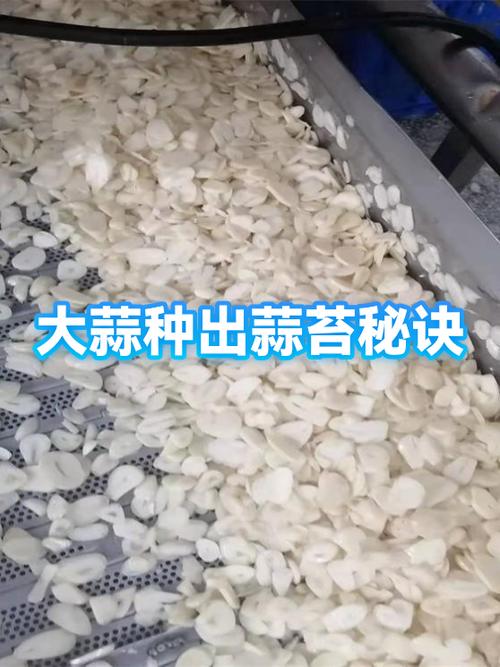 蒜苔种子播种季节与方法缩略图