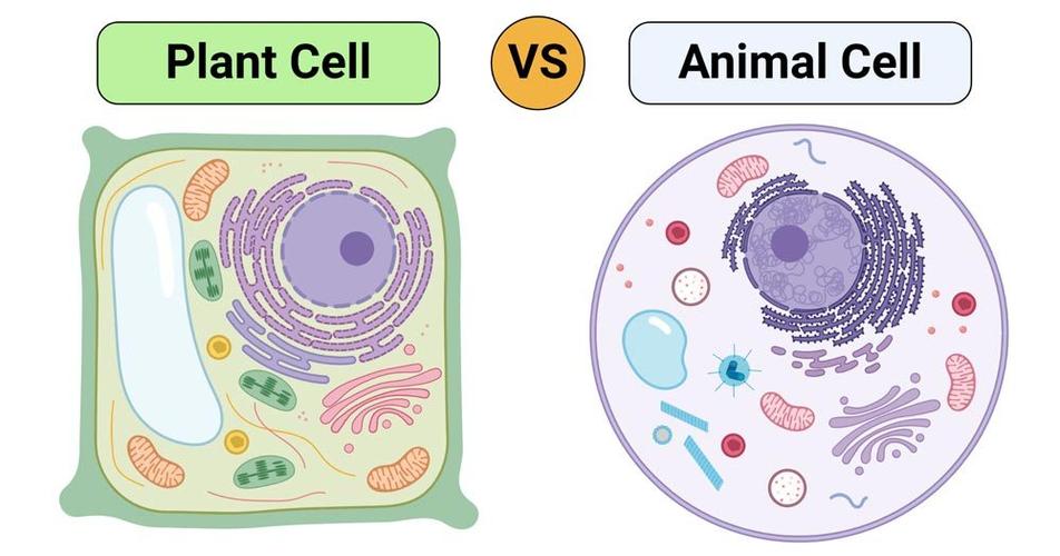 英文cell是什么意思