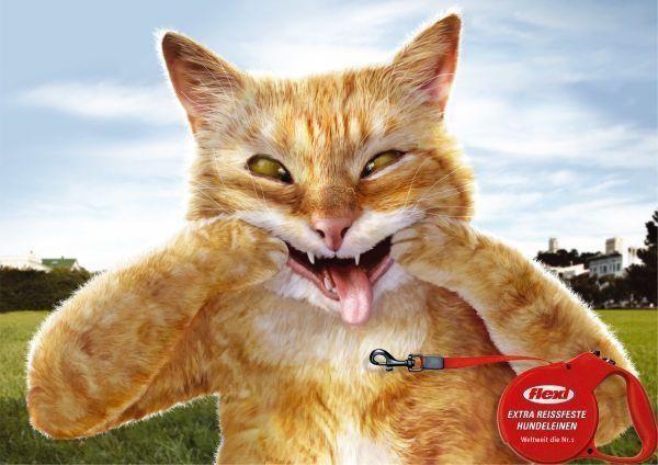 关于猫咪的创意广告词