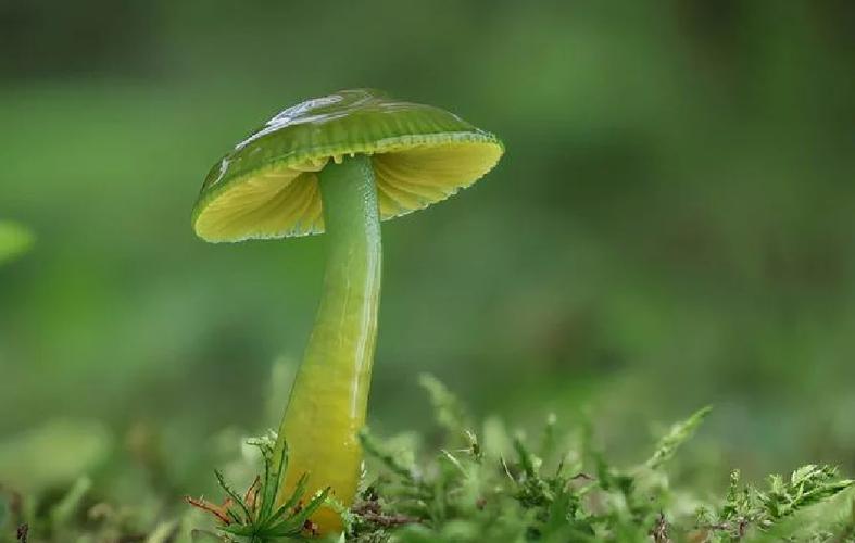 种植菇类有哪些