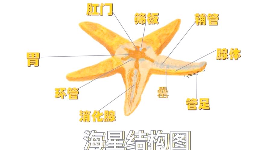 海星能吃的部分是什么部位