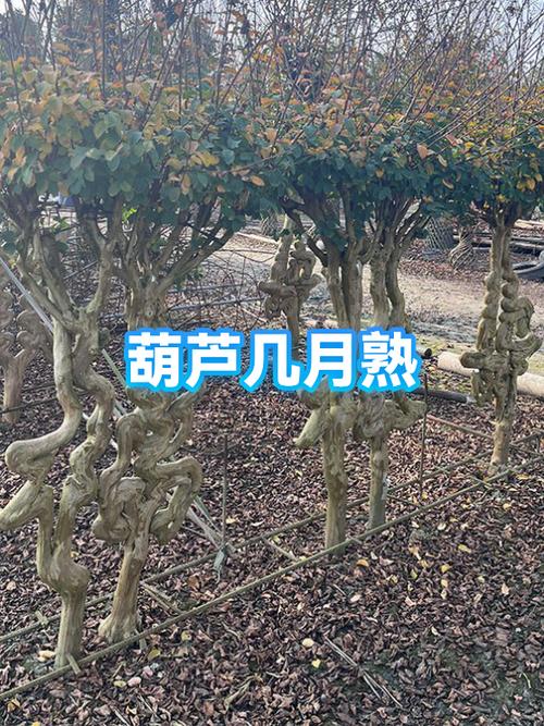 葫芦需要几个月成熟