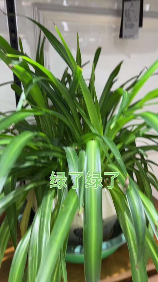 抖音绿色是关闭还是打开