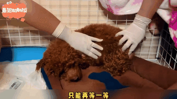 泰迪分娩前3天的表现