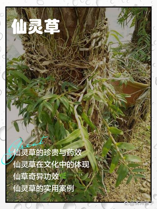 灵根草怎么拿